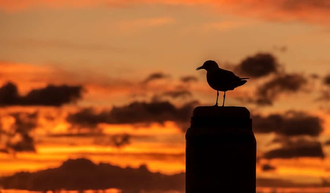 découvrez 'sanctuary', un espace dédié à la sérénité et à la paix intérieure. plongez dans un environnement harmonieux où la nature rencontre le bien-être, et explorez des activités revitalisantes pour le corps et l'esprit.