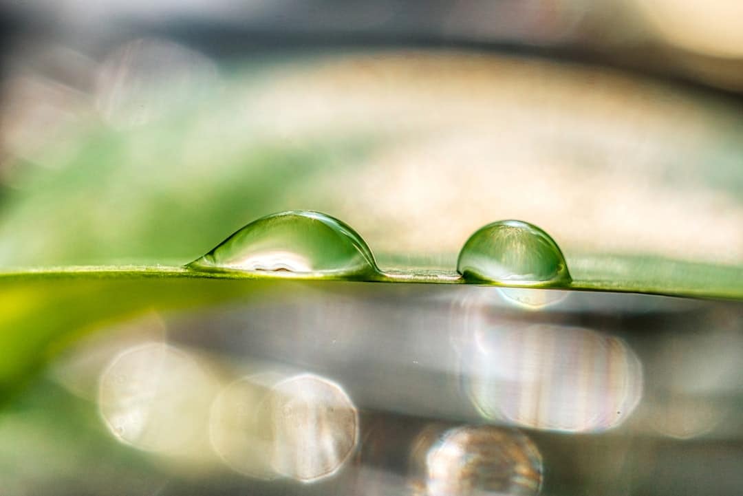 Comment les plantes transforment-elles notre bien-être au quotidien ? post thumbnail image