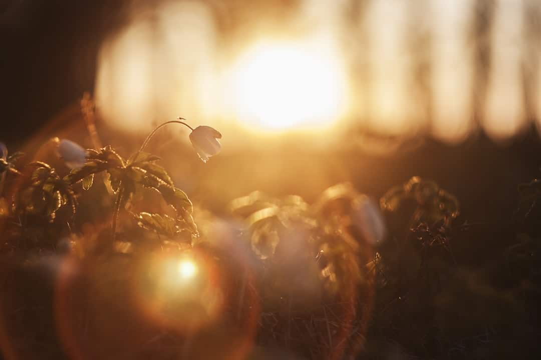 découvrez l'univers fascinant de la lumière : ses propriétés, ses applications dans la vie quotidienne et son impact sur notre environnement. apprenez comment la lumière influence notre perception et explorez les innovations technologiques qui en découlent.